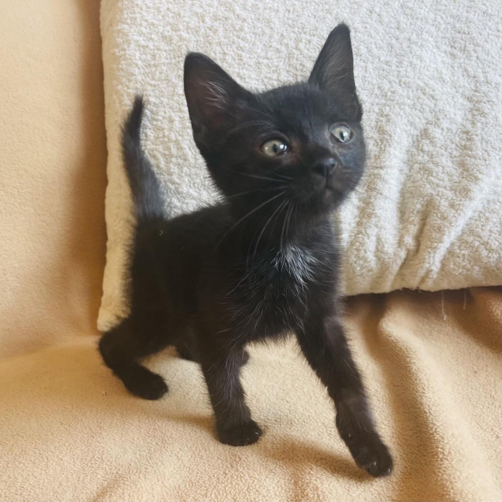 Enlarge Axel, a Adoptable Domestic Medium Hair in Flower Mound, TX image 3/6