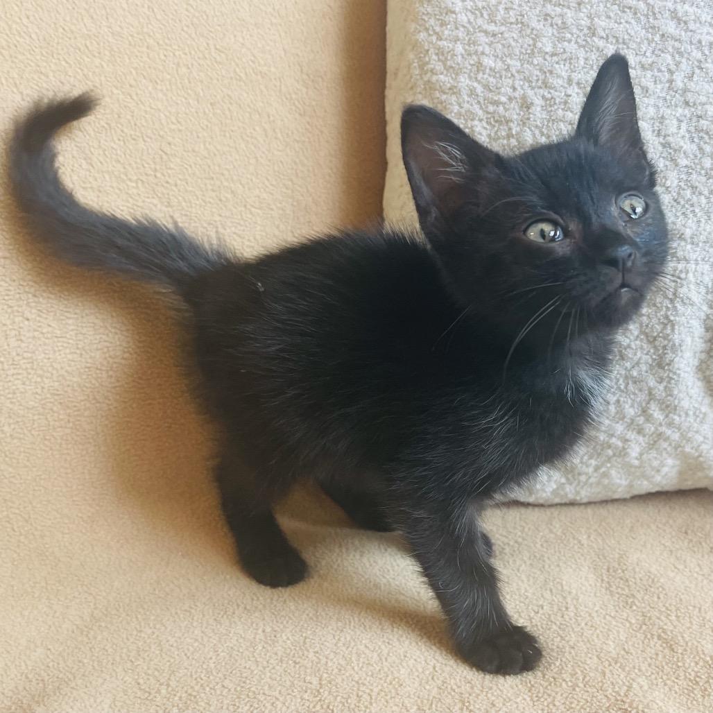 Enlarge Axel, a Adoptable Domestic Medium Hair in Flower Mound, TX image 4/6