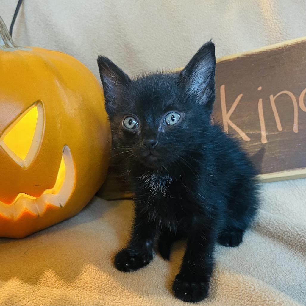 Enlarge Axel, a Adoptable Domestic Medium Hair in Flower Mound, TX image 5/6