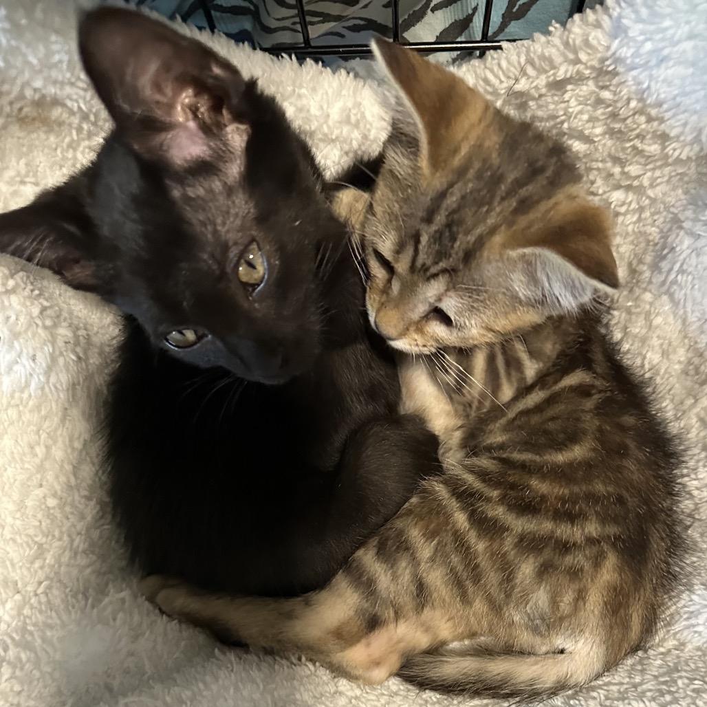 Enlarge Axel, a Adoptable Domestic Medium Hair in Flower Mound, TX image 6/6