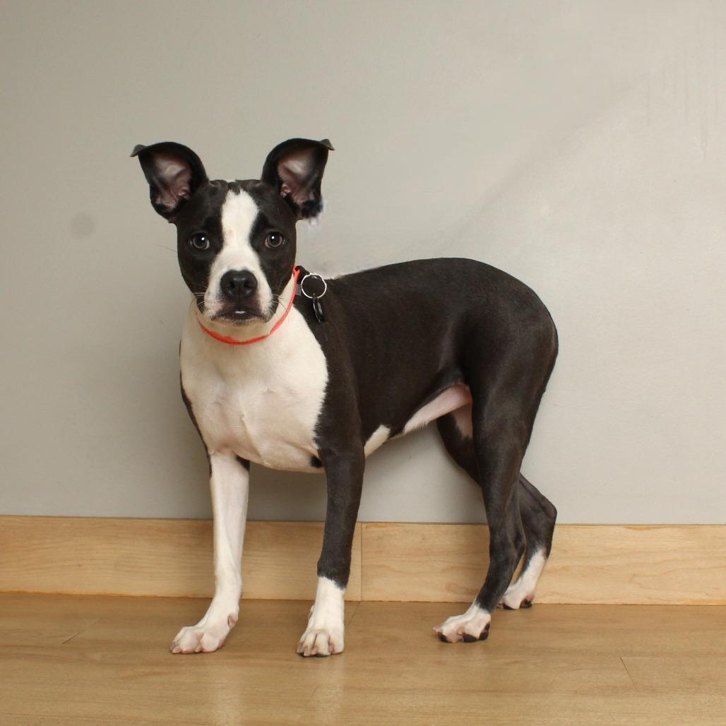 Maddi D67403, a Adoptable mixed breed in Minnetonka, MN image 1/6
