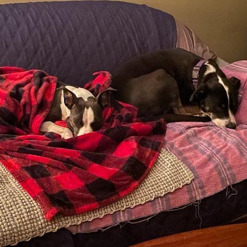 Maddi D67403, a Adoptable mixed breed in Minnetonka, MN image 2/6