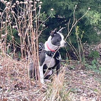 Maddi D67403, a Adoptable mixed breed in Minnetonka, MN image 3/6