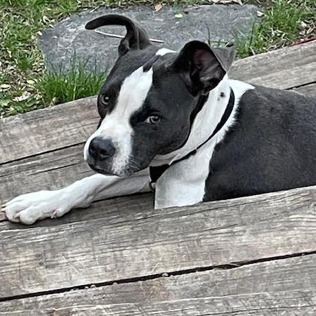 Enlarge Maddi D67403, a Adoptable mixed breed in Minnetonka, MN image 4/6