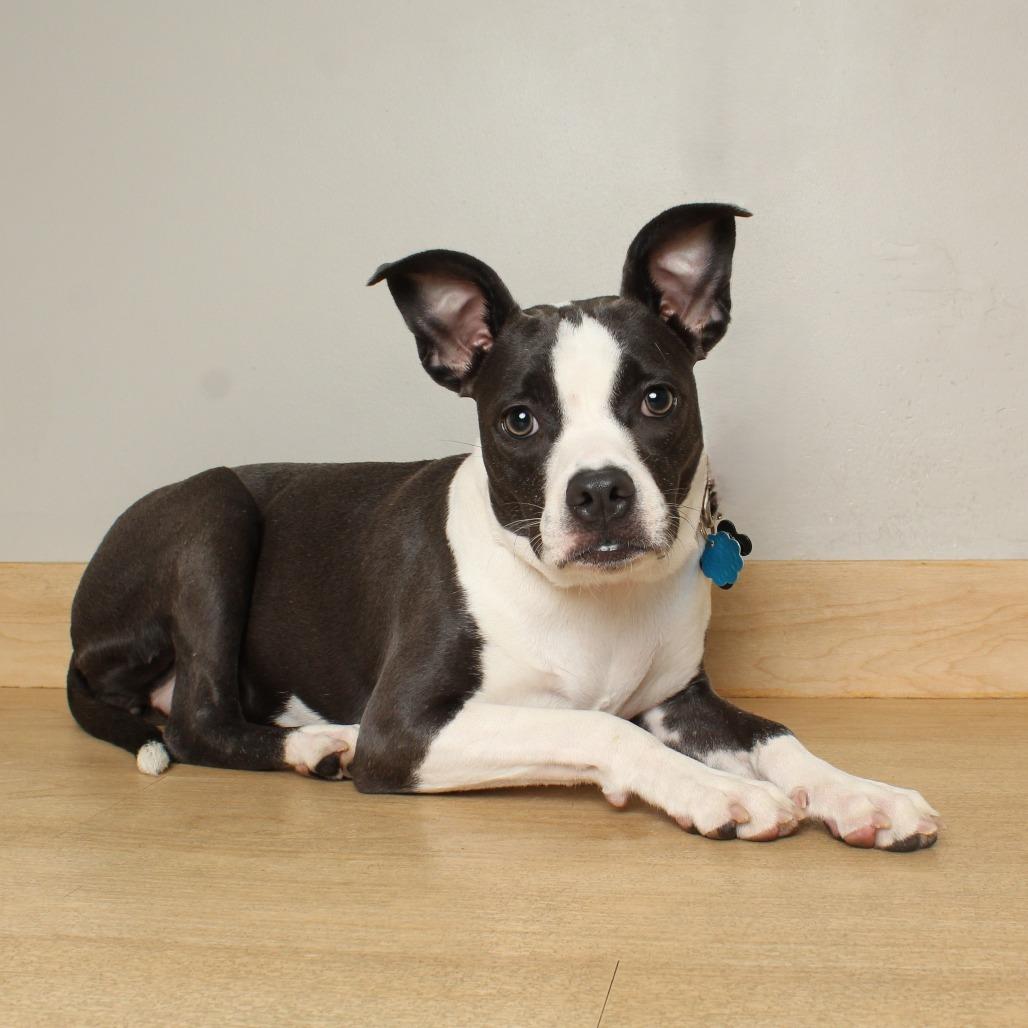 Maddi D67403, a Adoptable mixed breed in Minnetonka, MN image 4/6