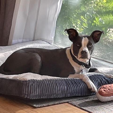 Maddi D67403, a Adoptable mixed breed in Minnetonka, MN image 5/6