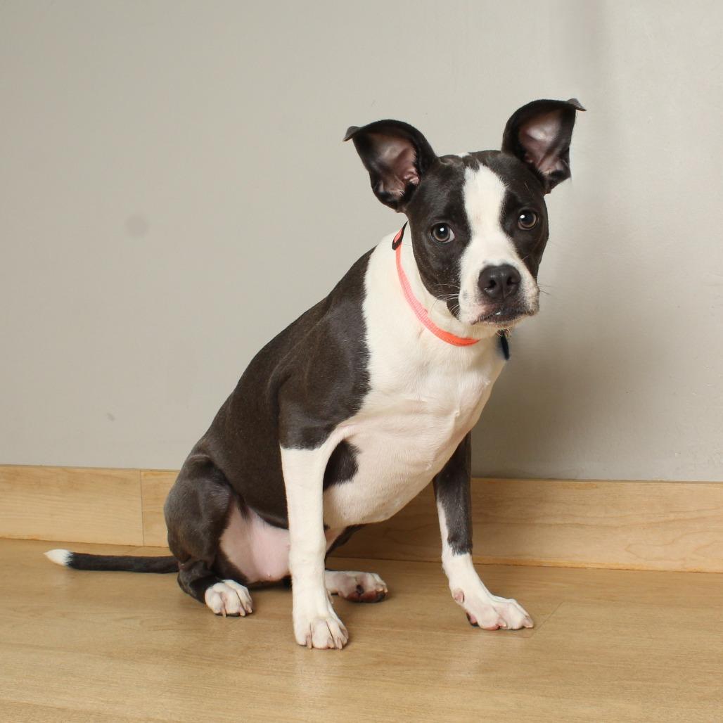 Maddi D67403, a Adoptable mixed breed in Minnetonka, MN image 6/6