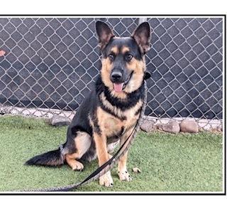 Enlarge Dexter, a Adopted mixed breed in Puerto Penasco, SON image 1/2