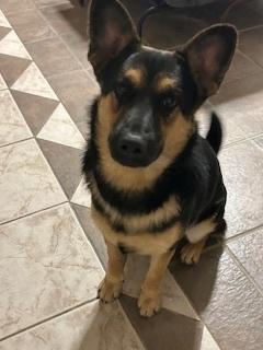 Dexter, Adopted, Adult Male German Shepherd Dog.