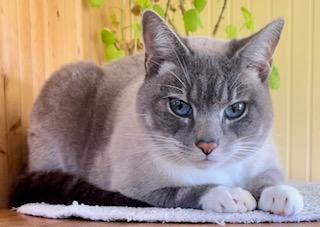 Enlarge Sadie Mae, a ADOPTABLE mixed breed in Bow, WA image 4/4