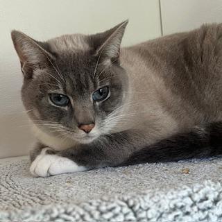 Enlarge Sadie Mae, a ADOPTABLE mixed breed in Bow, WA image 2/4