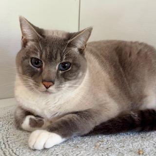 Sadie Mae, ADOPTABLE, Adult Female Siamese & Snowshoe.
