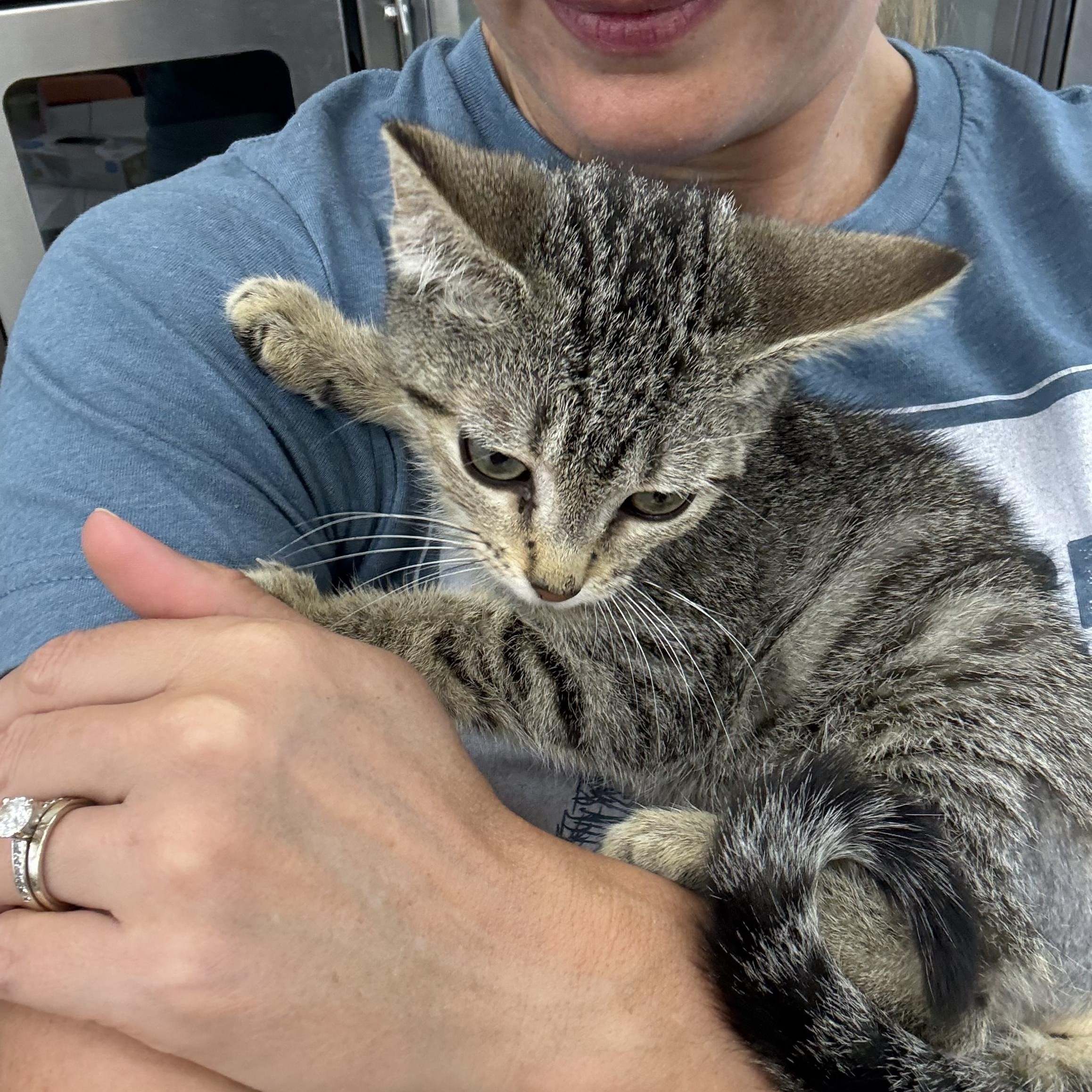 Curious George, a ADOPTABLE Domestic Short Hair in Miami Beach, FL image 3/6