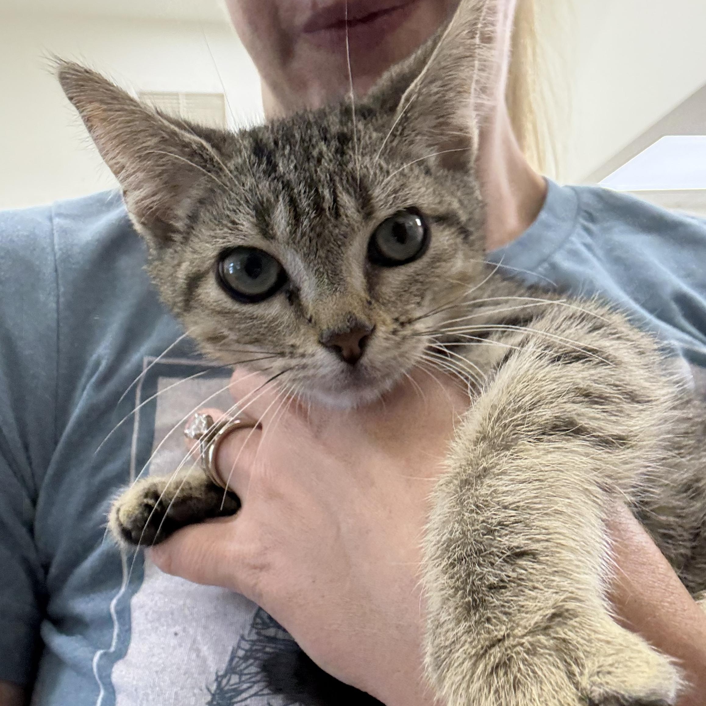 Curious George, a ADOPTABLE Domestic Short Hair in Miami Beach, FL image 2/6
