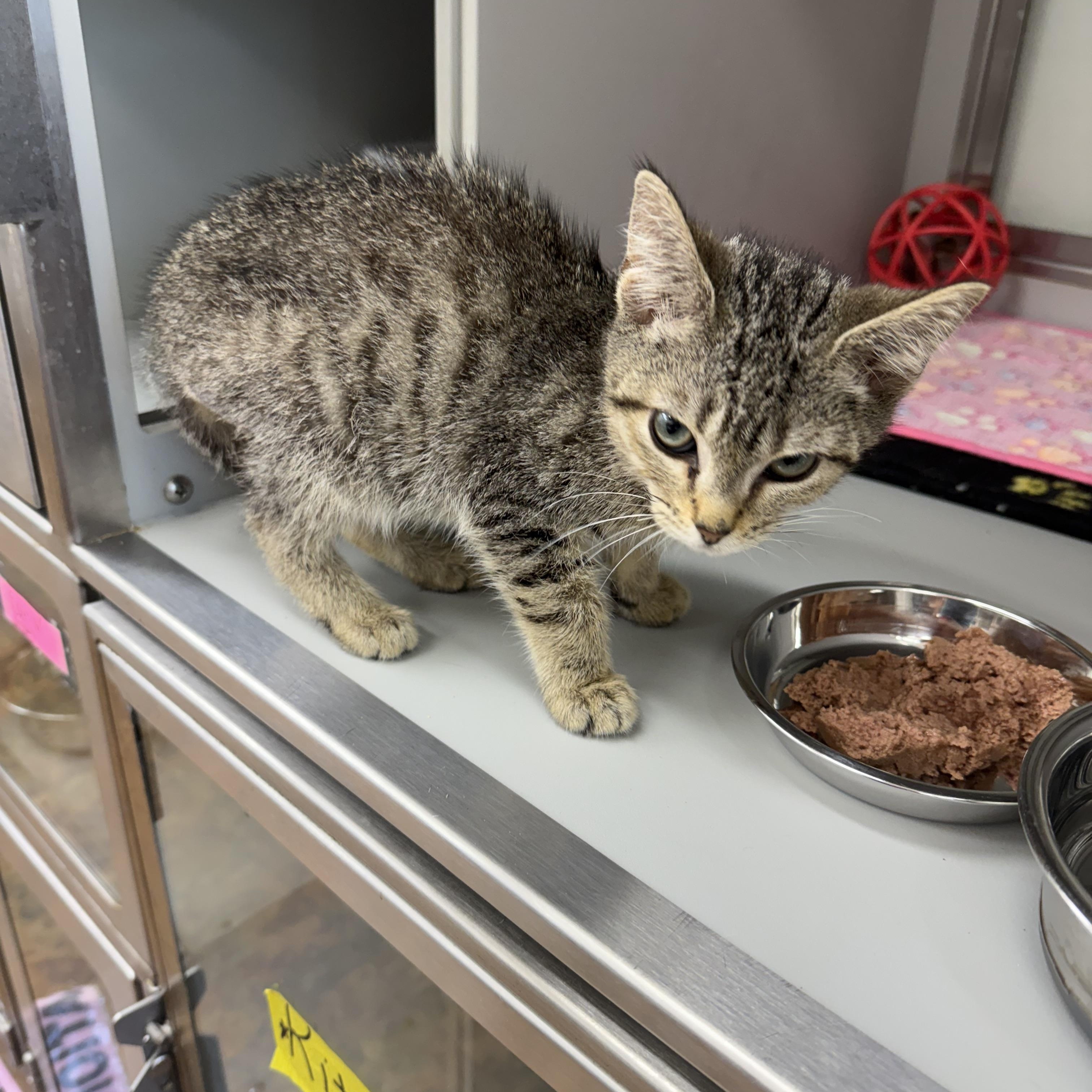 Curious George, a ADOPTABLE Domestic Short Hair in Miami Beach, FL image 6/6