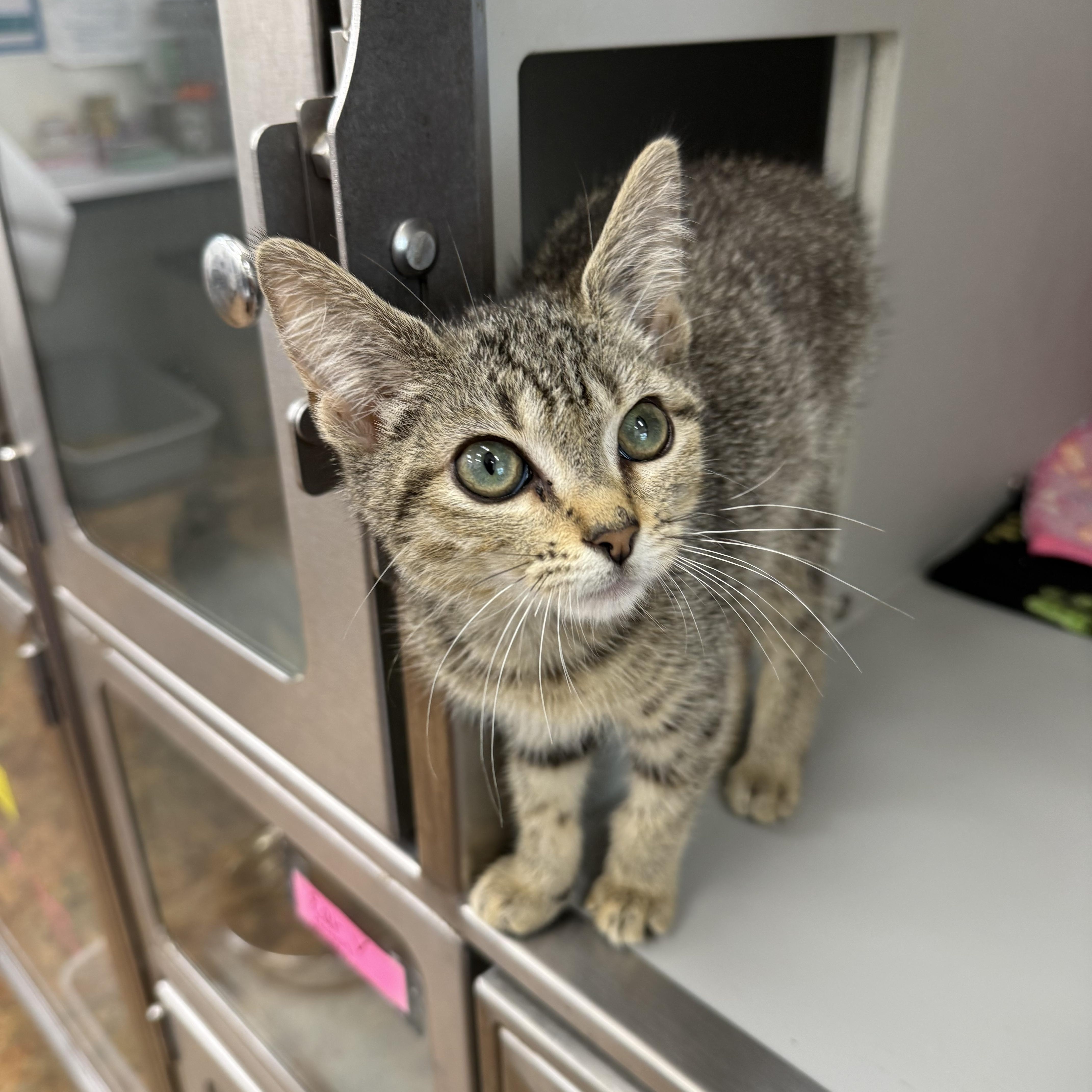 Curious George, a ADOPTABLE Domestic Short Hair in Miami Beach, FL image 4/6