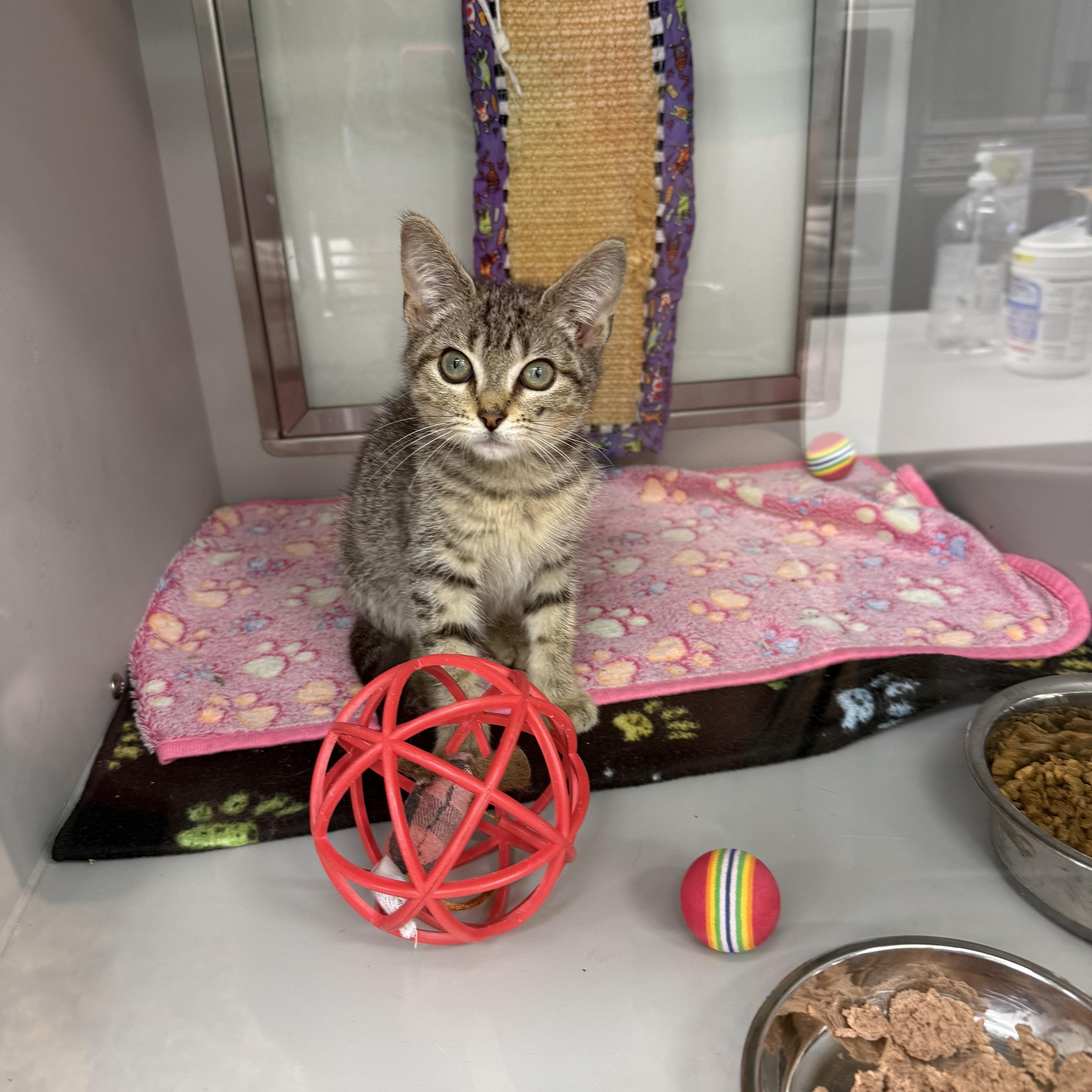 Curious George, a ADOPTABLE Domestic Short Hair in Miami Beach, FL image 5/6