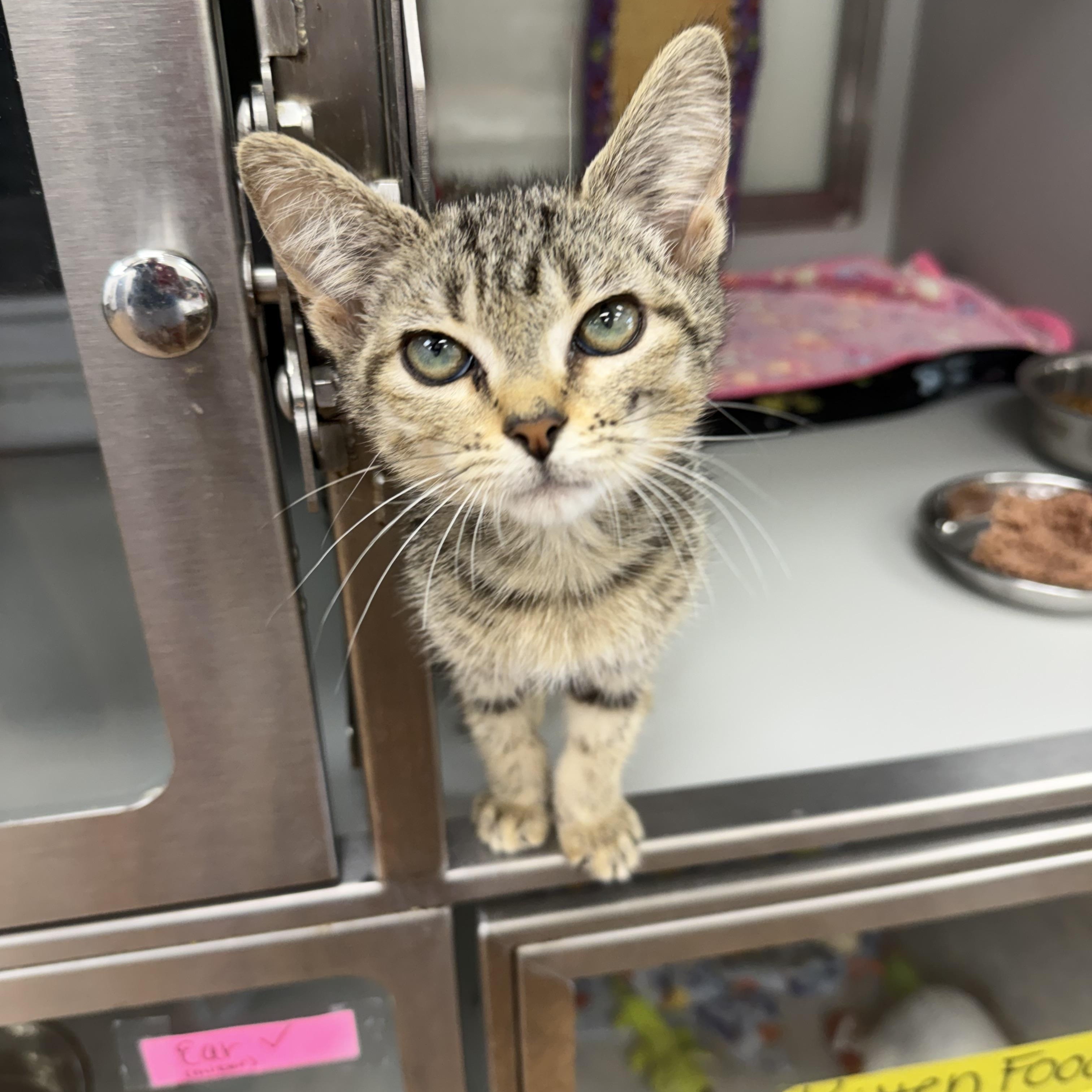 Curious George, ADOPTABLE, Kitten Male Domestic Short Hair.