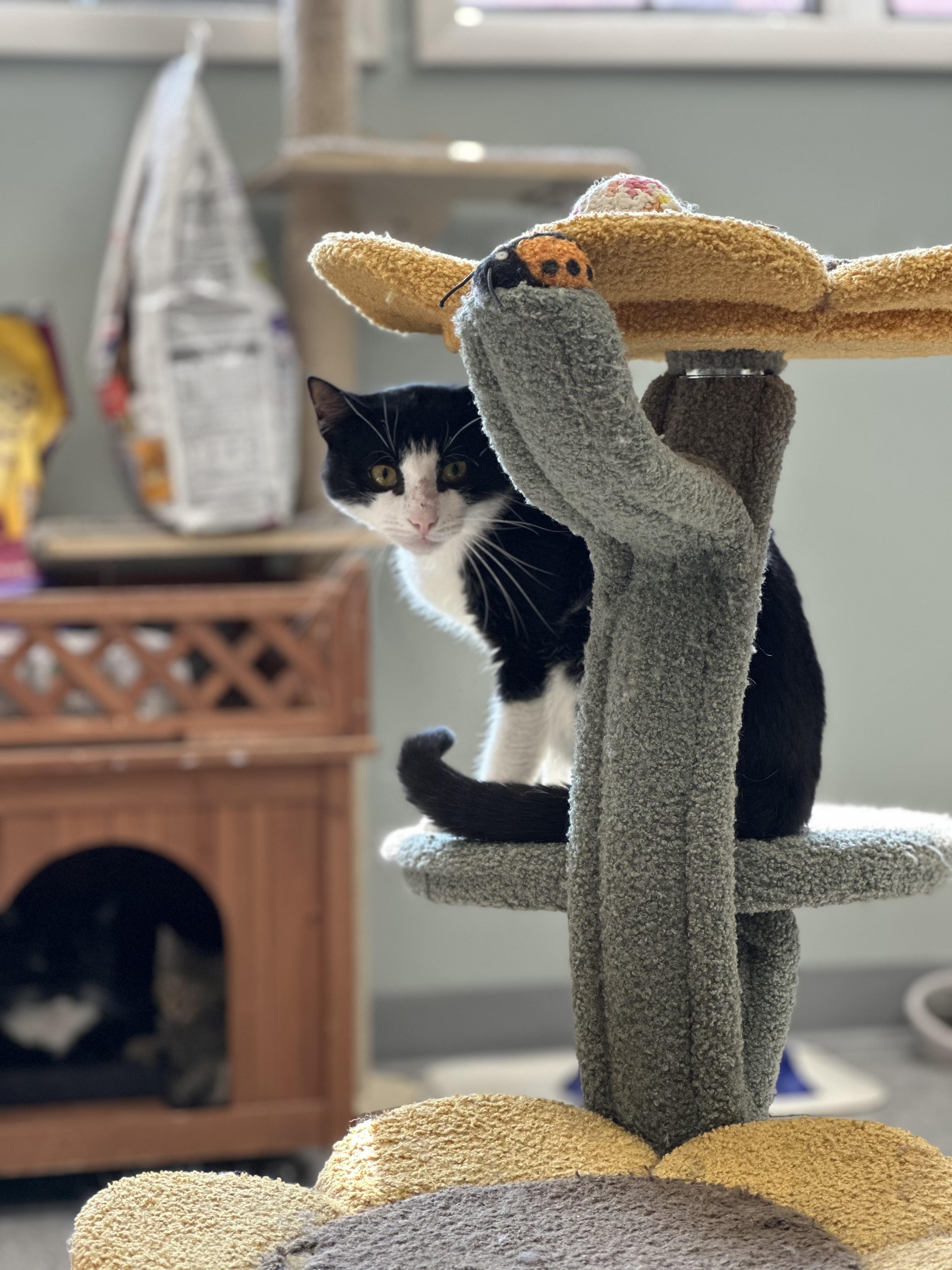Goober, a ADOPTABLE Domestic Short Hair in Newburgh, NY image 1/6