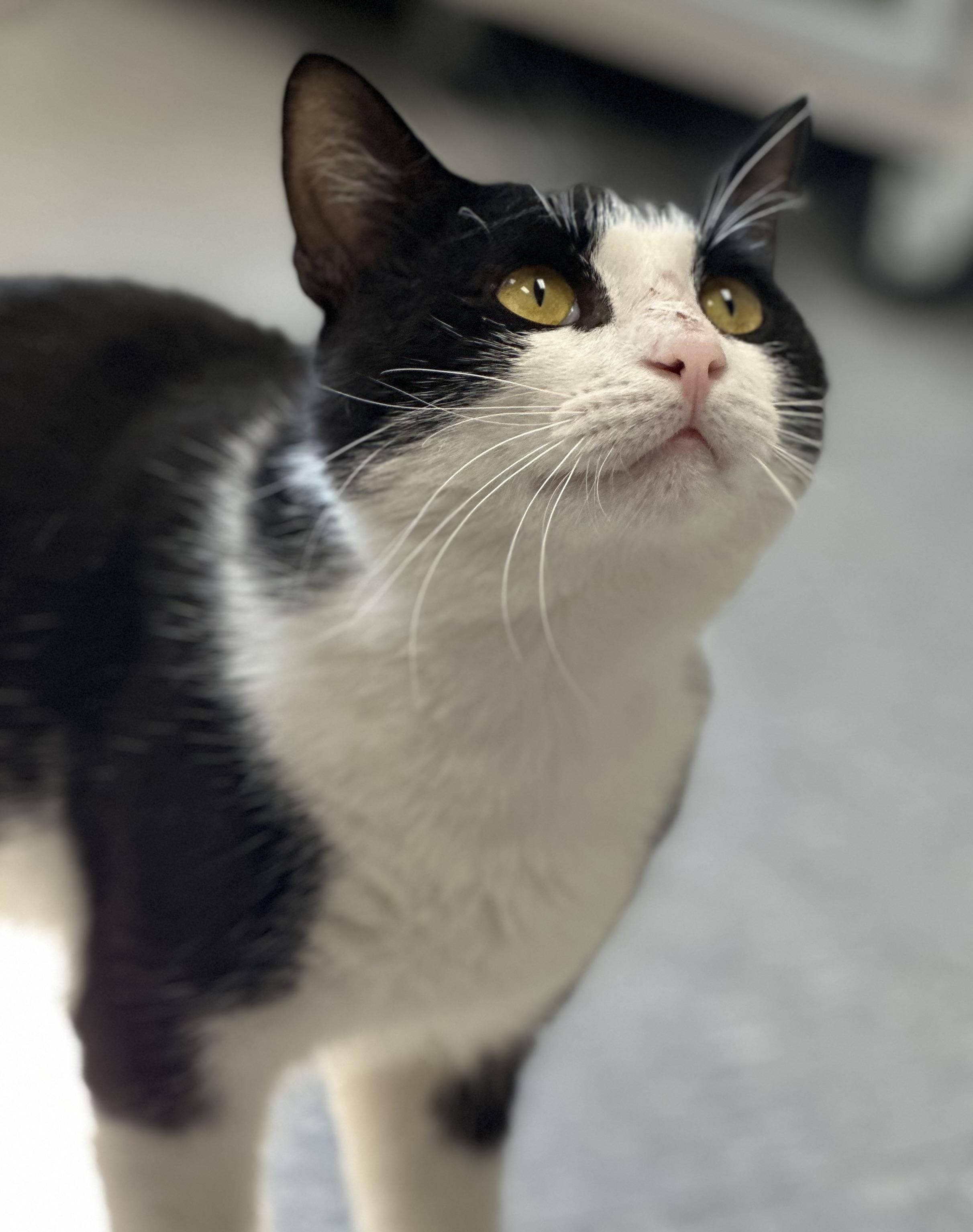Goober, a ADOPTABLE Domestic Short Hair in Newburgh, NY image 3/6