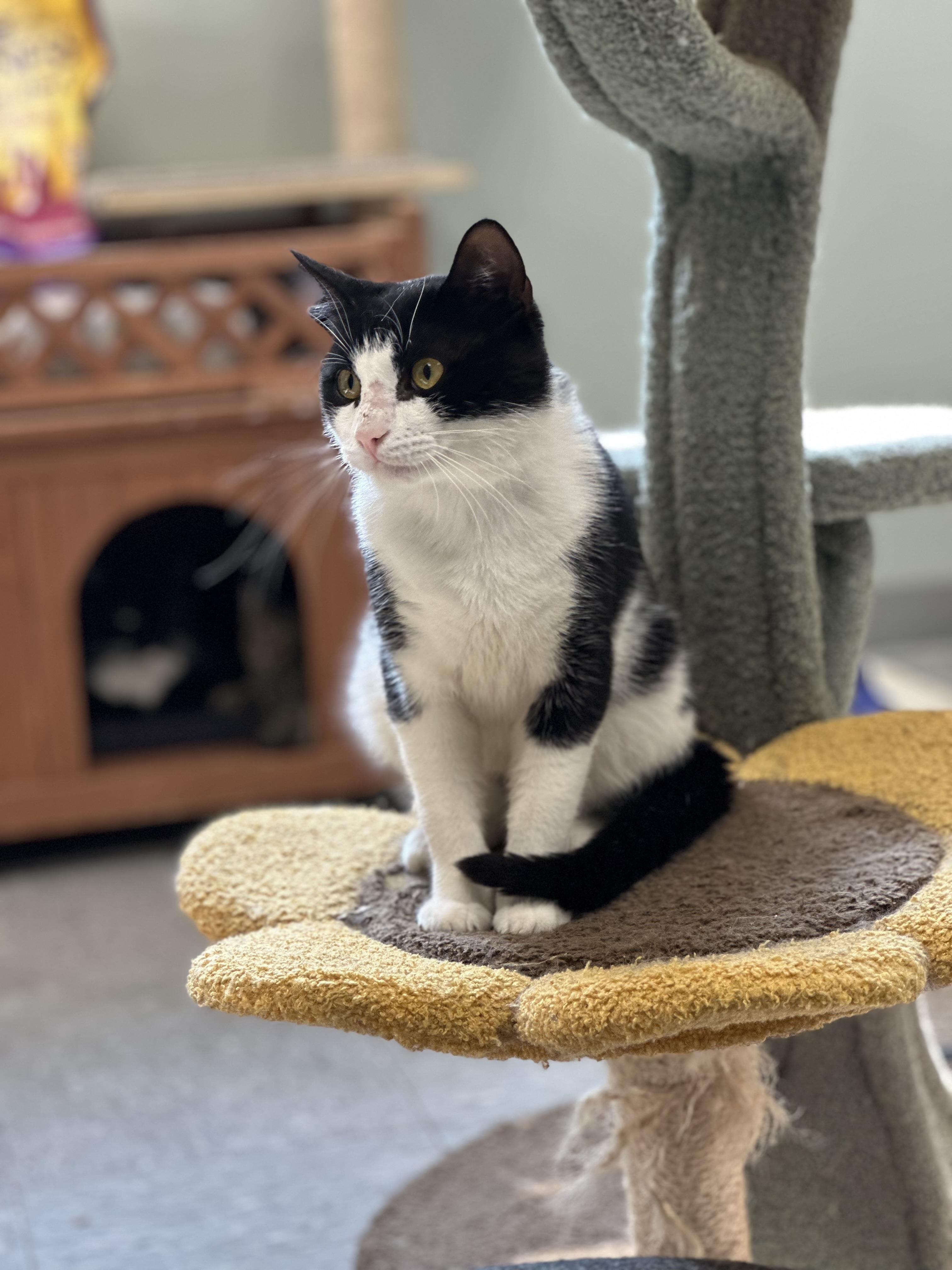 Goober, a ADOPTABLE Domestic Short Hair in Newburgh, NY image 5/6