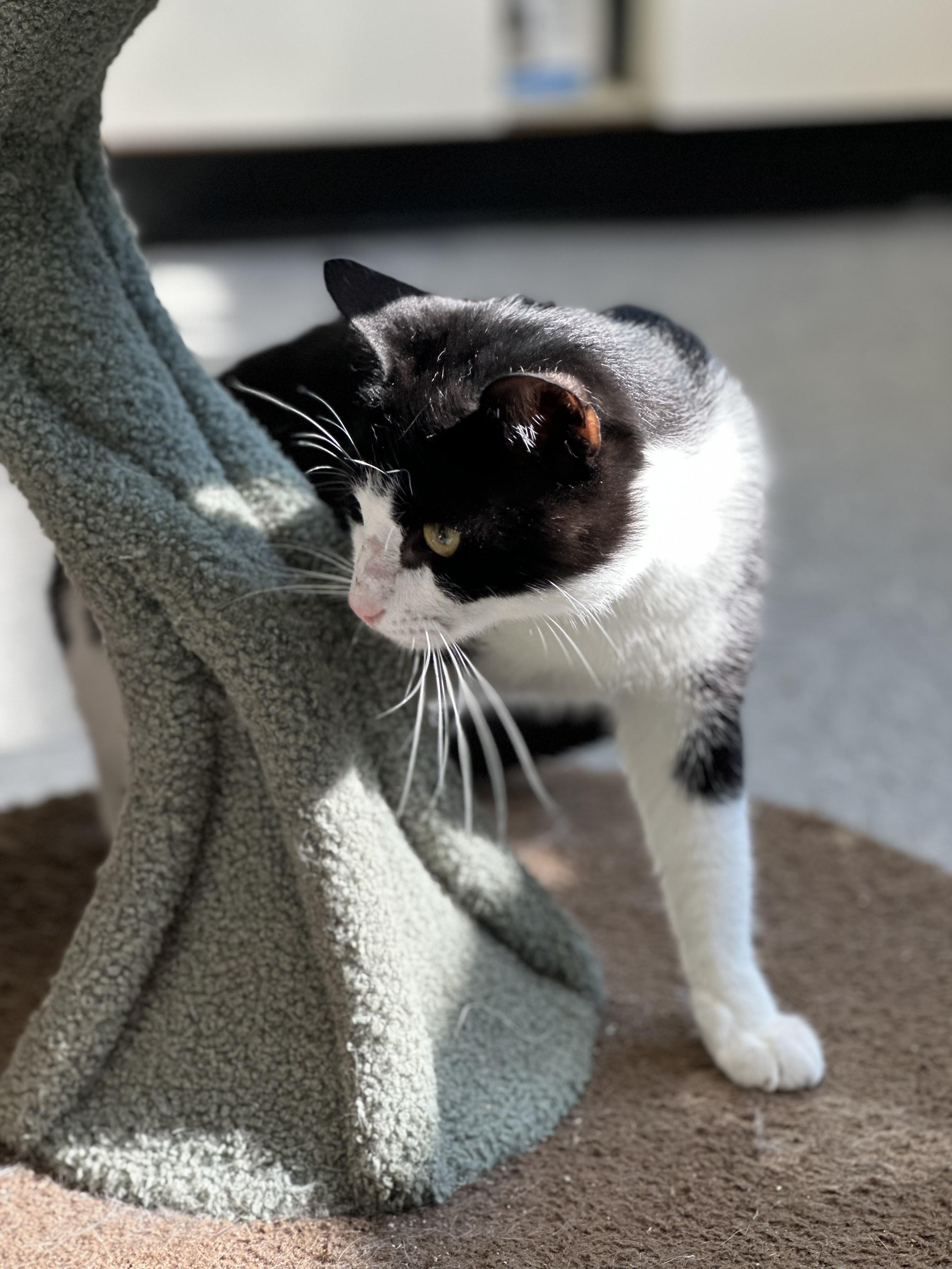 Goober, a ADOPTABLE Domestic Short Hair in Newburgh, NY image 2/6