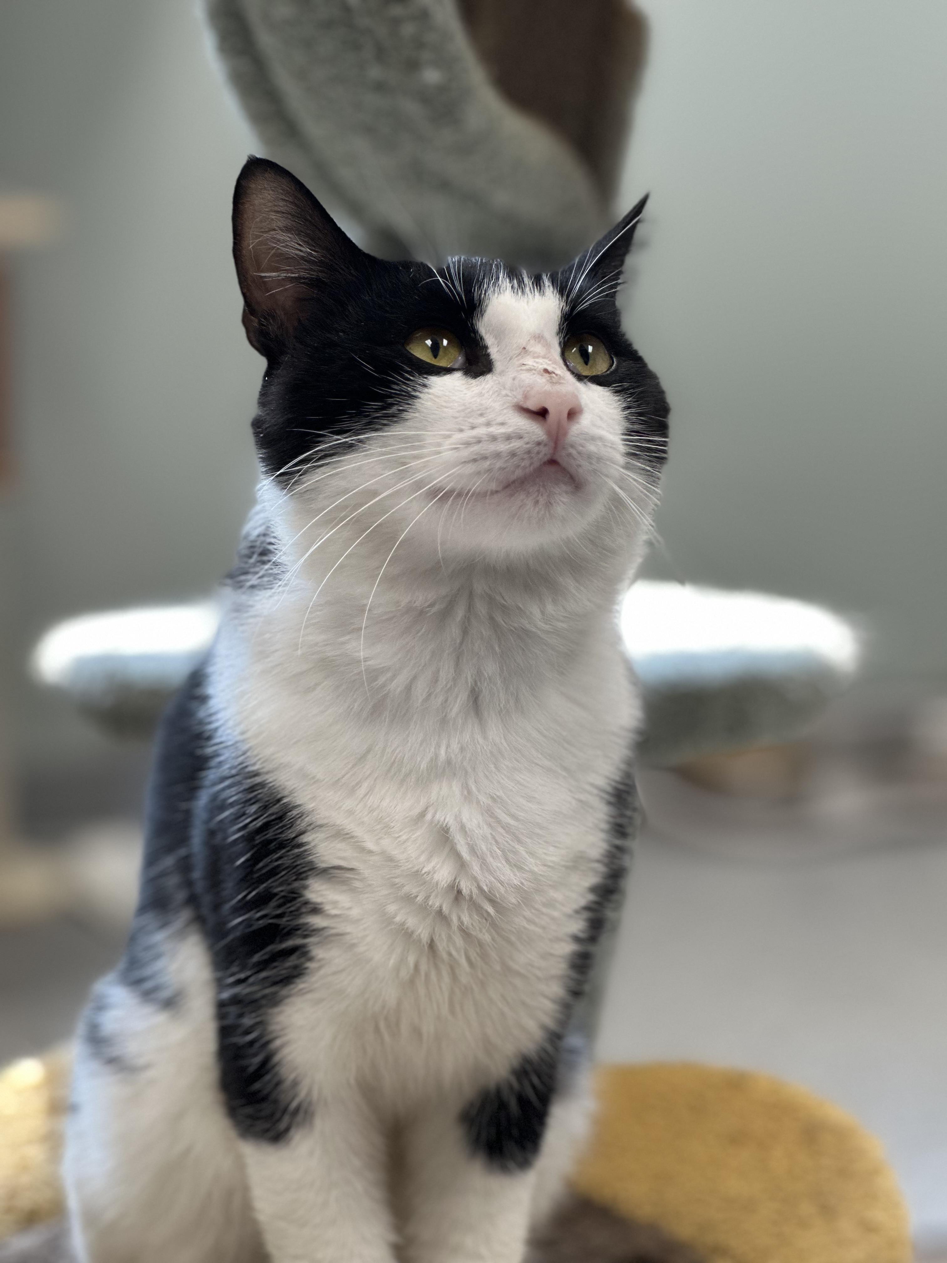 Goober, a ADOPTABLE Domestic Short Hair in Newburgh, NY image 6/6