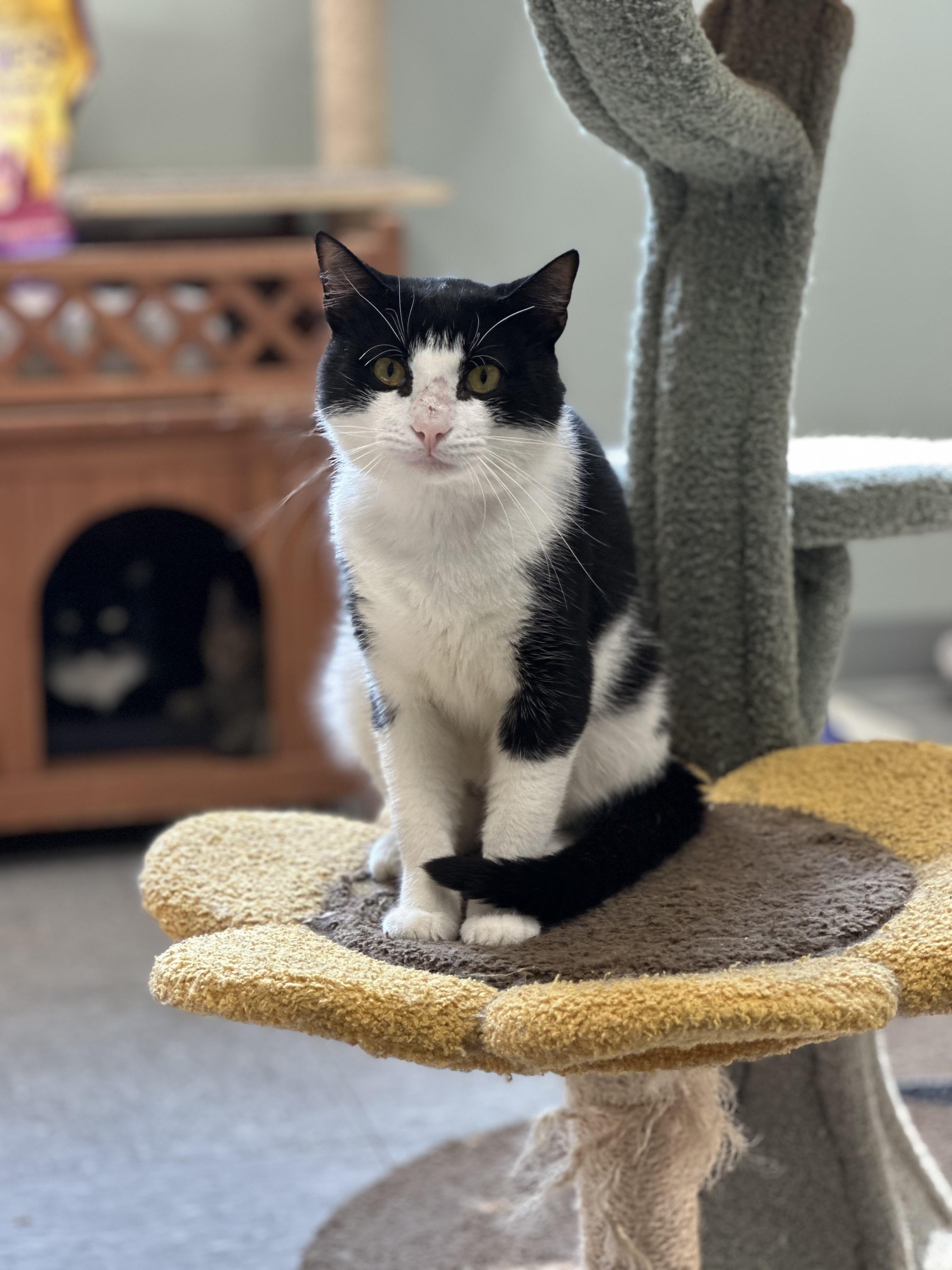 Goober, a ADOPTABLE Domestic Short Hair in Newburgh, NY image 4/6