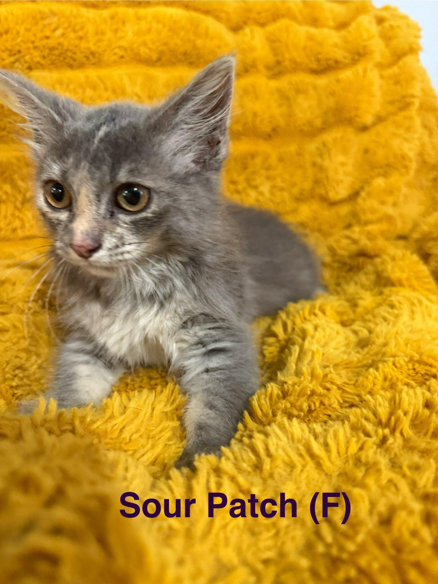 Sour Patch, Baby Female unknown