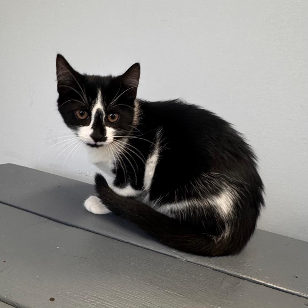 Enlarge Poppy, an adopted Domestic Short Hair in East Northport, NY image 1/3