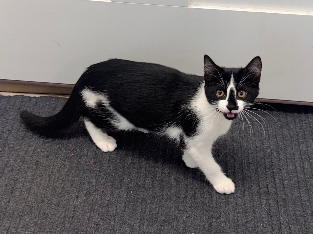 Enlarge Poppy, an adopted Domestic Short Hair in East Northport, NY image 2/3