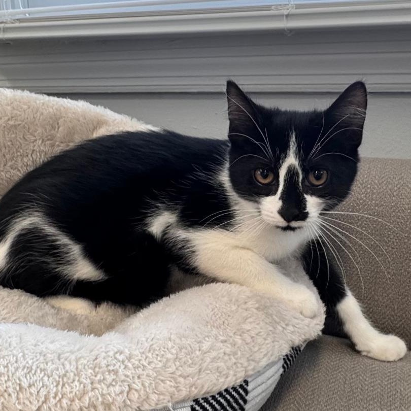 Enlarge Poppy, an adopted Domestic Short Hair in East Northport, NY image 3/3