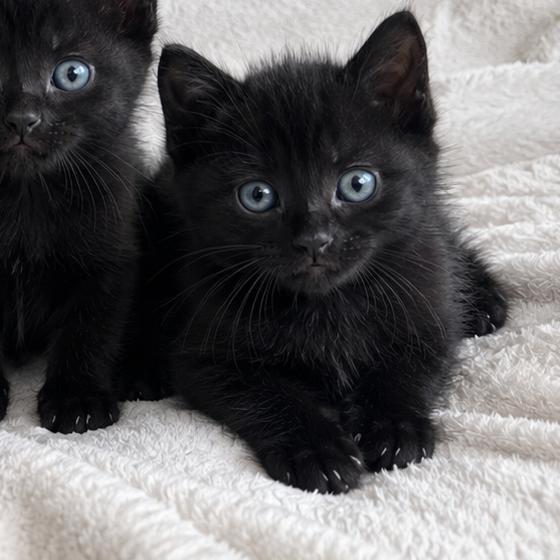 Ester, Adoptable, Kitten Male Domestic Short Hair.