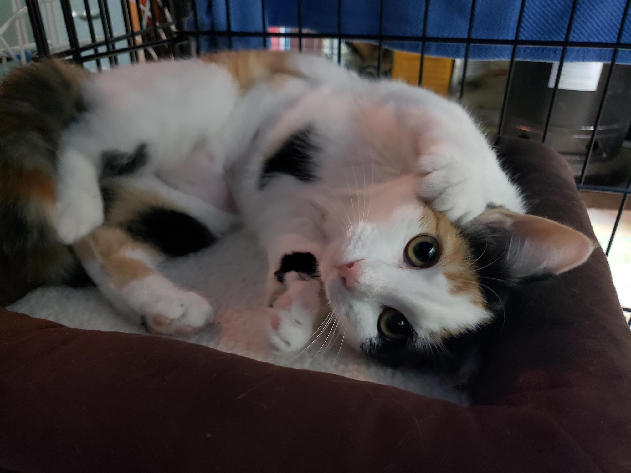 Enlarge Sweet Pea, a Adopted Calico in Erwin, TN image 1/4