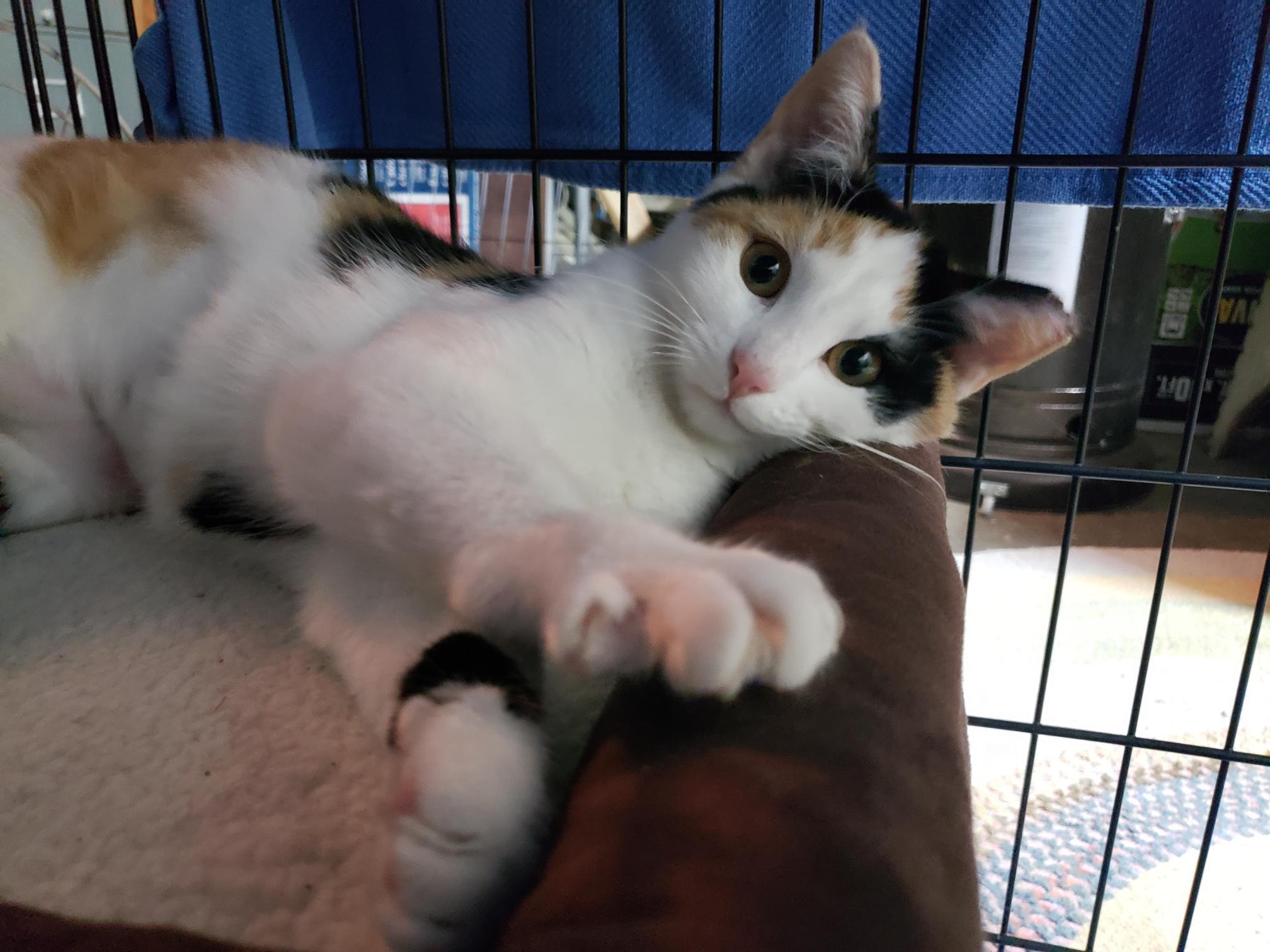 Enlarge Sweet Pea, a Adopted Calico in Erwin, TN image 2/4