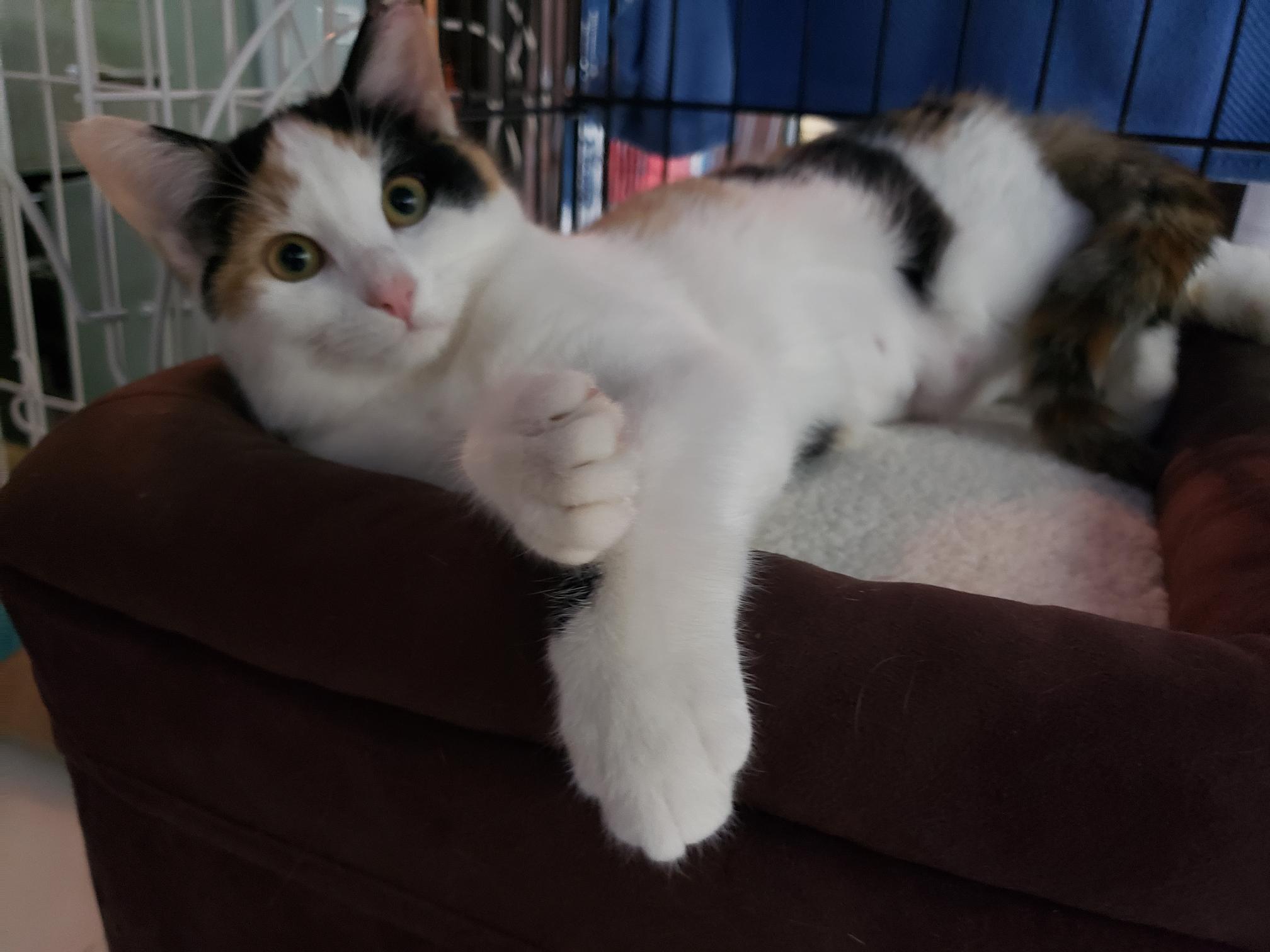 Enlarge Sweet Pea, a Adopted Calico in Erwin, TN image 3/4