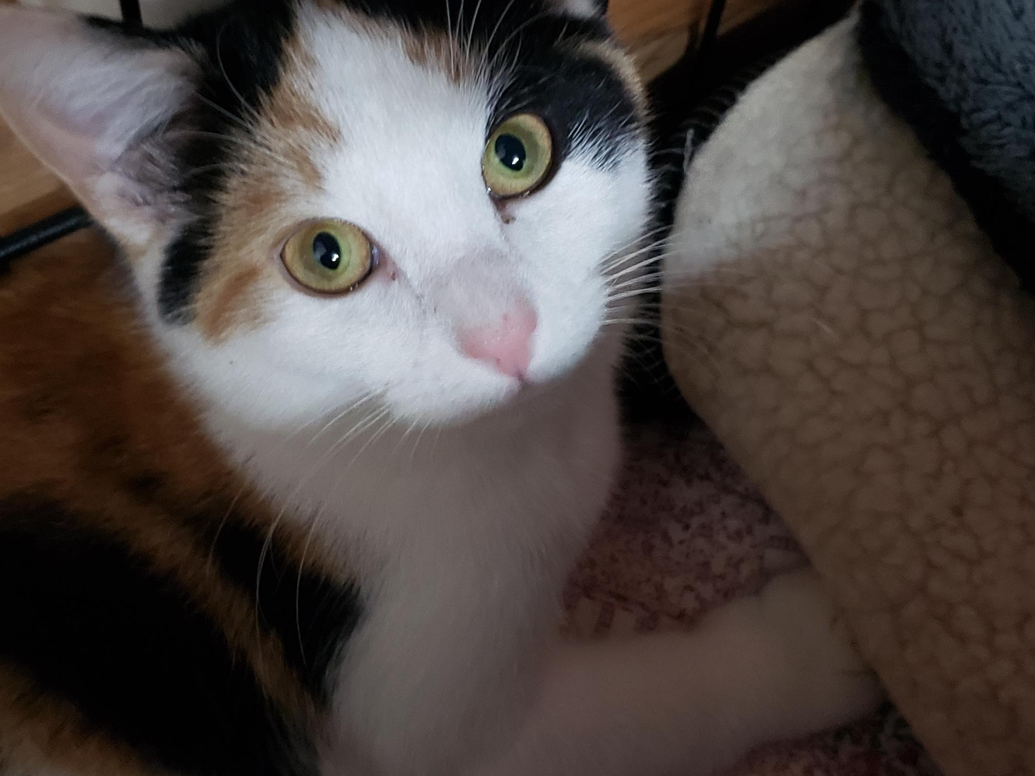 Enlarge Sweet Pea, a Adopted Calico in Erwin, TN image 4/4
