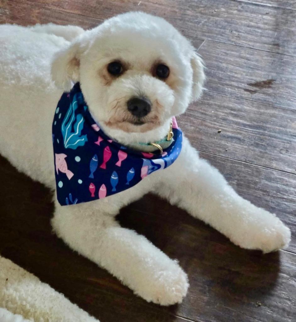 Milton, Adoptable, Adult Male Poodle.