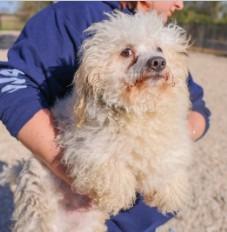 Enlarge Milton, a Adopted mixed breed in West Bloomfield, MI image 1/4