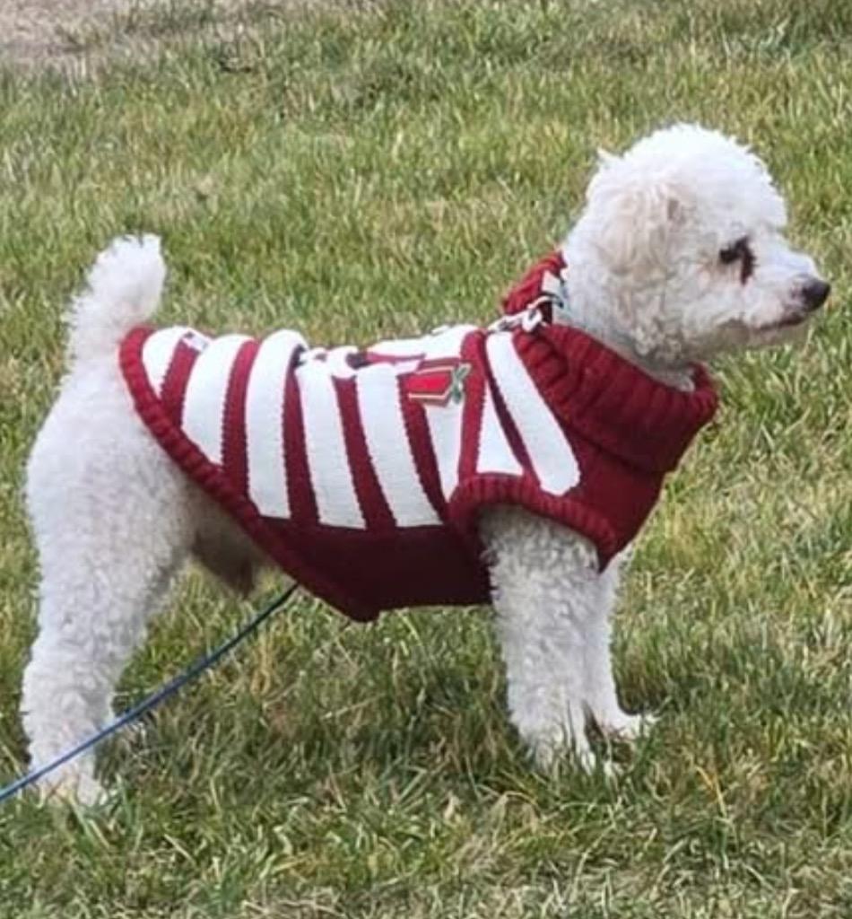 Enlarge Milton, a Adopted mixed breed in West Bloomfield, MI image 2/4