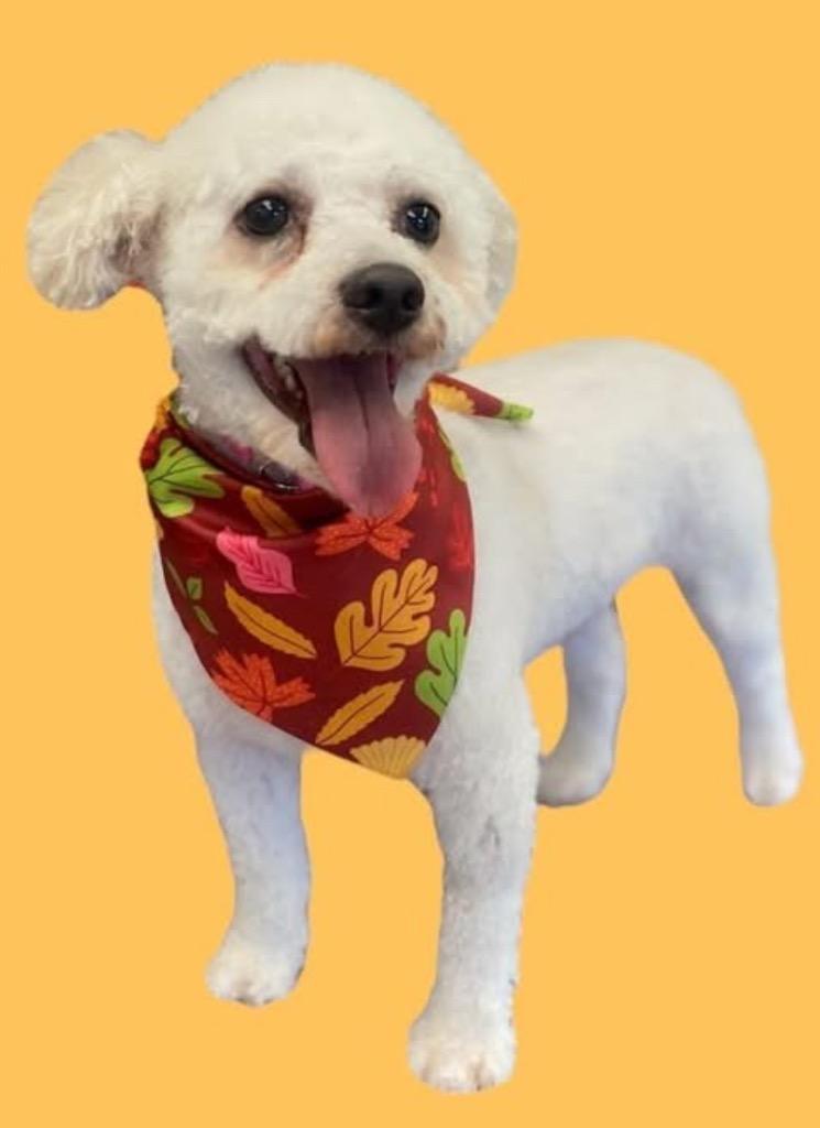 Enlarge Milton, a Adopted mixed breed in West Bloomfield, MI image 3/4