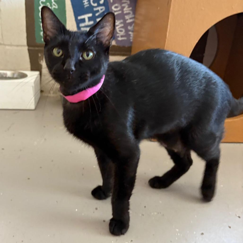 Enlarge Coffee, a Adoptable Domestic Short Hair in Laredo, TX image 2/4