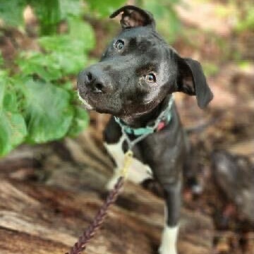 Enlarge Andy, a Adoptable Mixed Breed in Anderson , SC image 5/6
