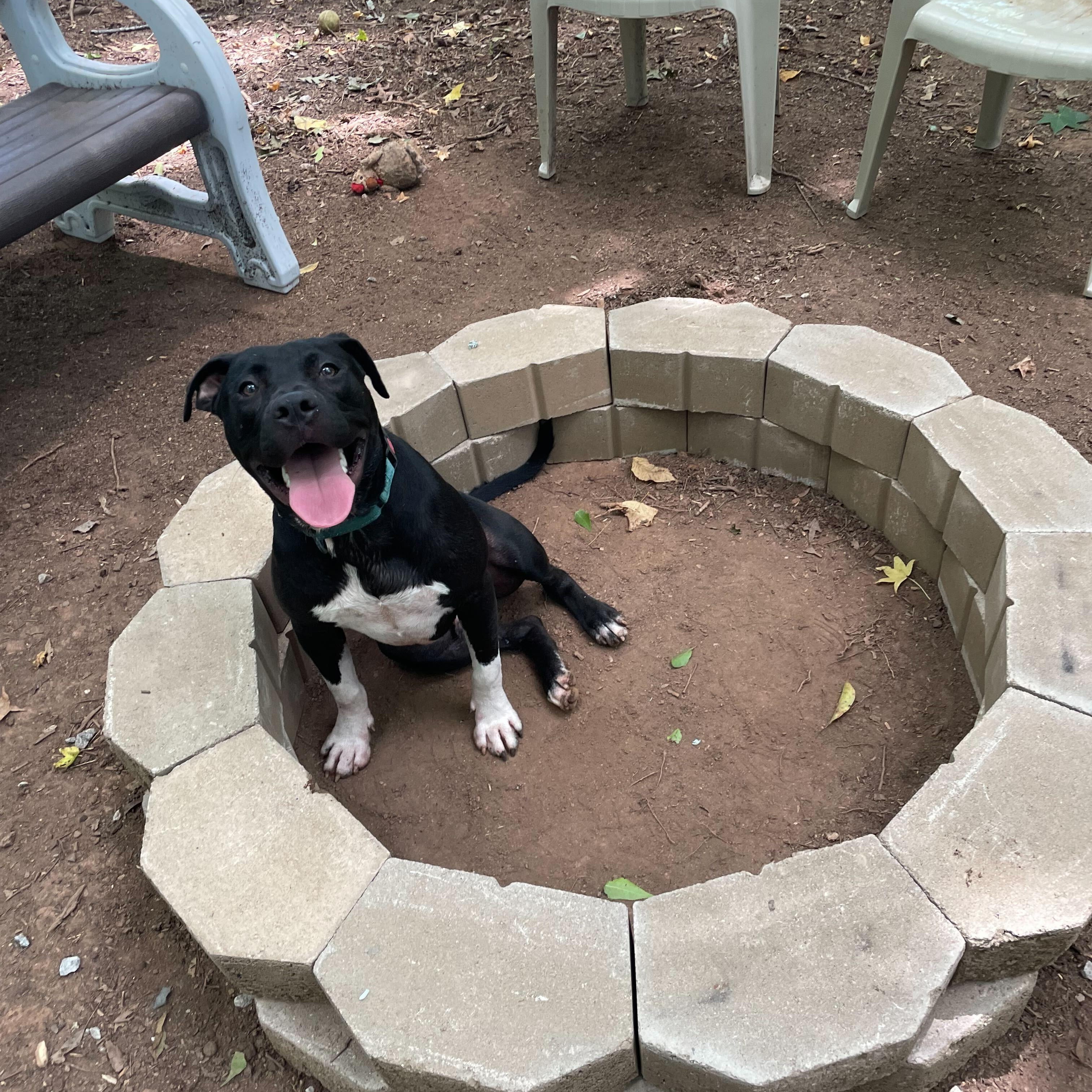 Enlarge Andy, a Adoptable Mixed Breed in Anderson , SC image 4/6