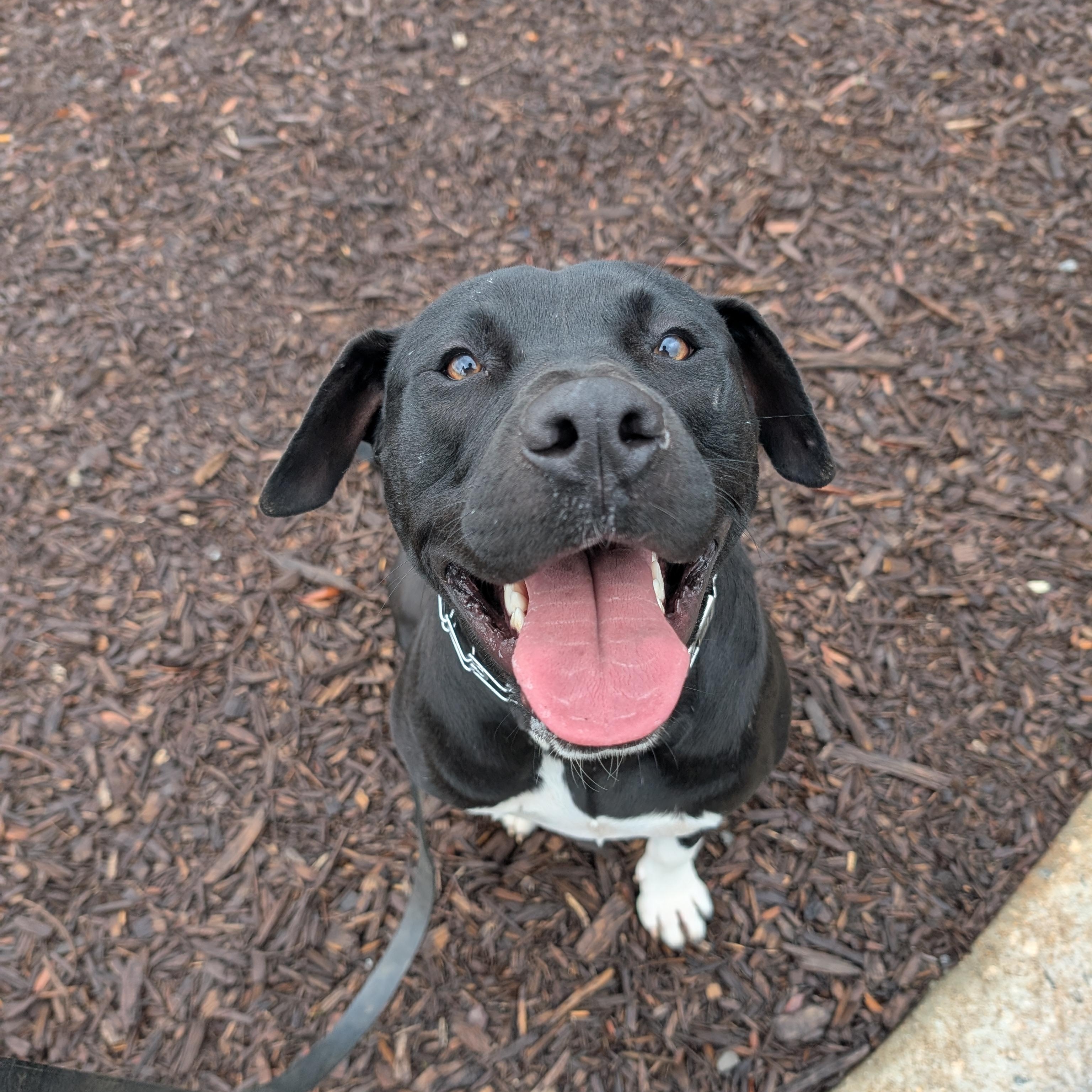 Enlarge Andy, a Adoptable Mixed Breed in Anderson , SC image 2/6