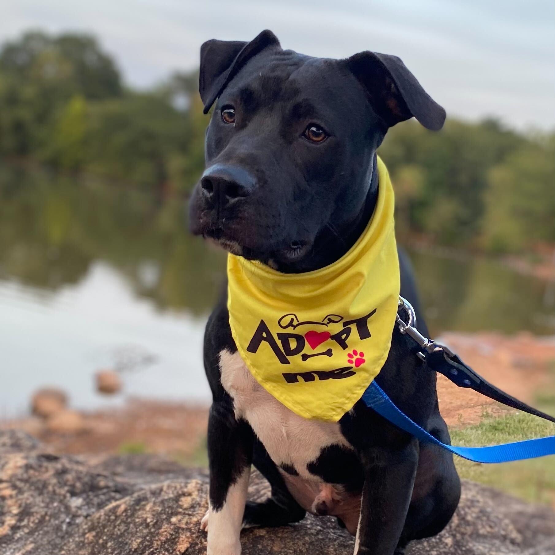 Enlarge Andy, a Adoptable Mixed Breed in Anderson , SC image 3/6