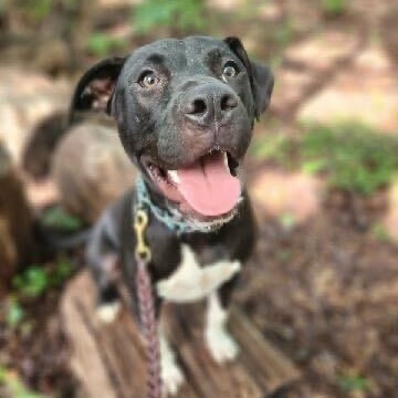 Andy, Adoptable, Young Male Mixed Breed.