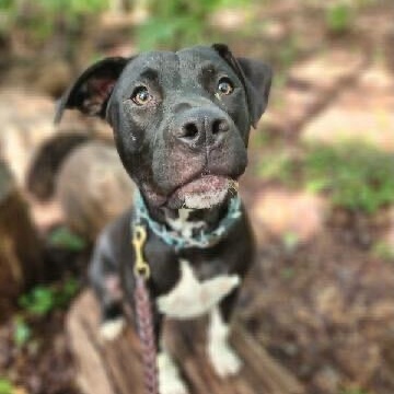 Enlarge Andy, a Adoptable Mixed Breed in Anderson , SC image 6/6