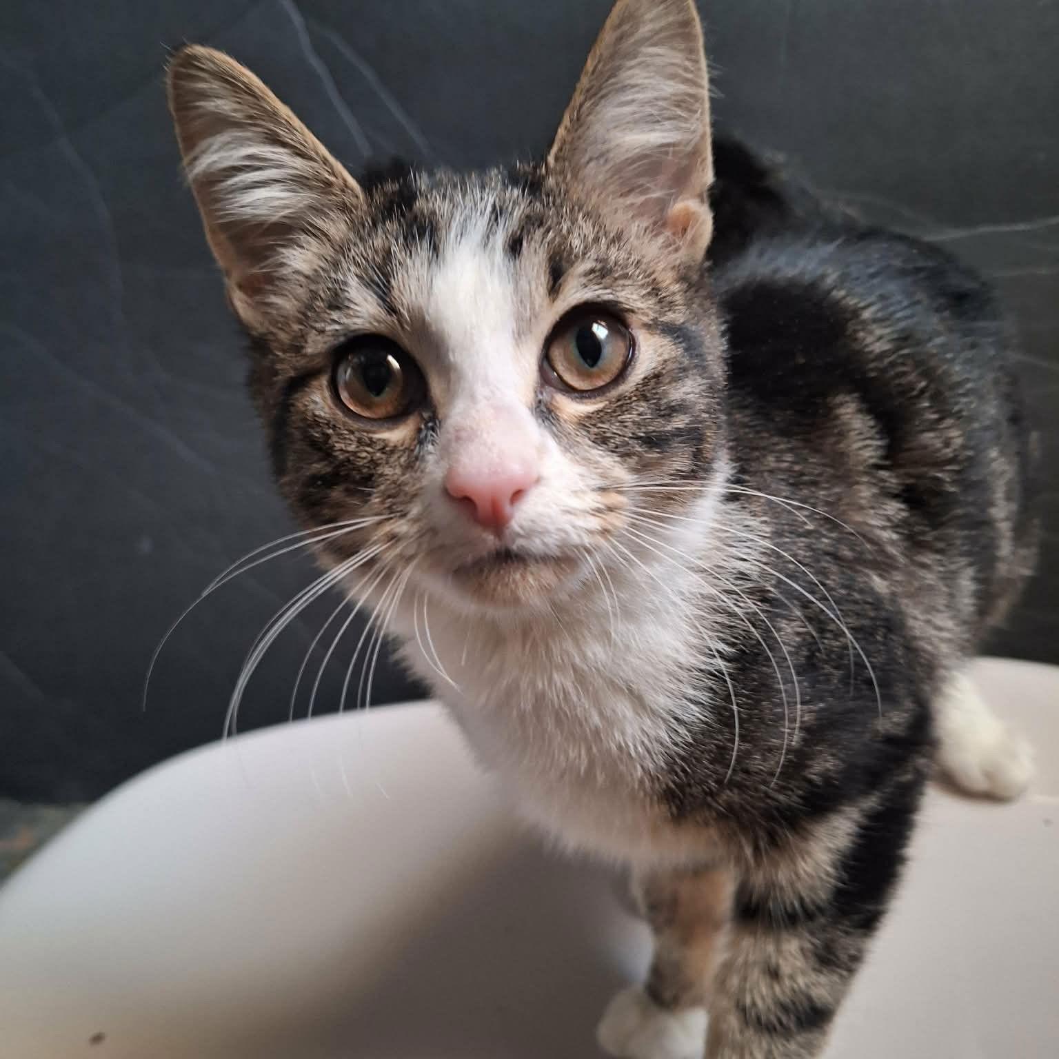 Master Biscuit, a Adoptable Domestic Short Hair in Chicago, IL image 1/3