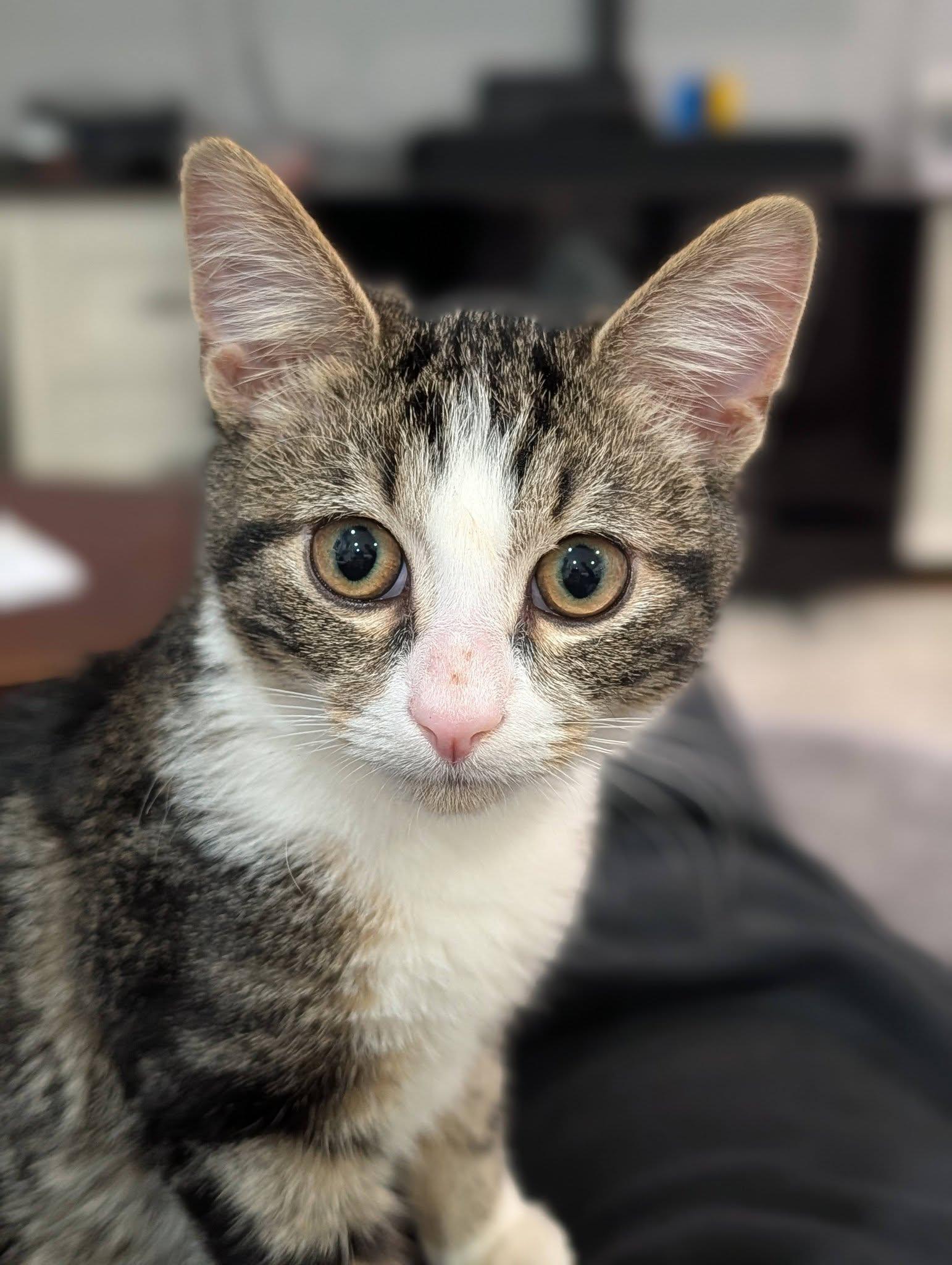 Master Biscuit, a Adoptable Domestic Short Hair in Chicago, IL image 2/3